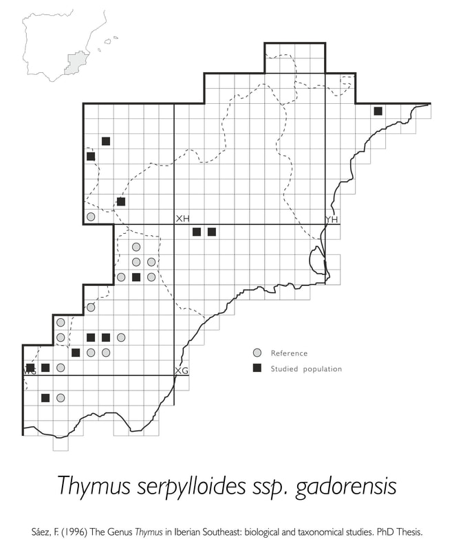Thymus serpylloides