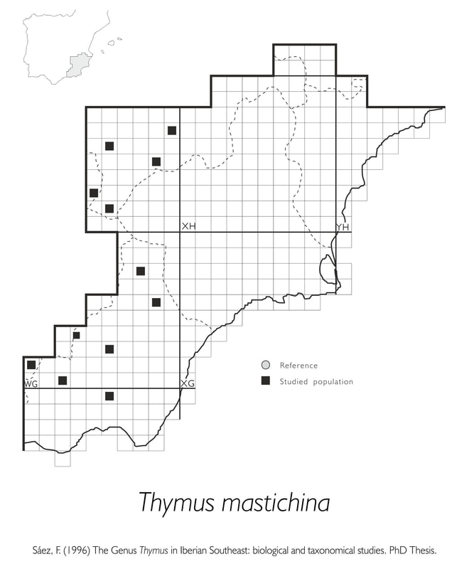 Thymus mastichina