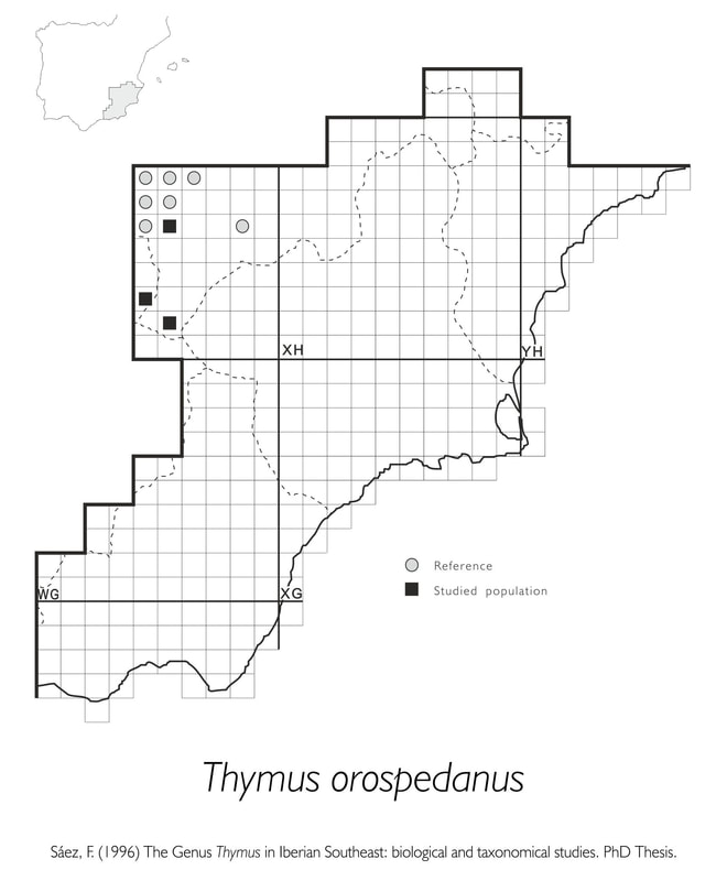 Thymus orospedanus