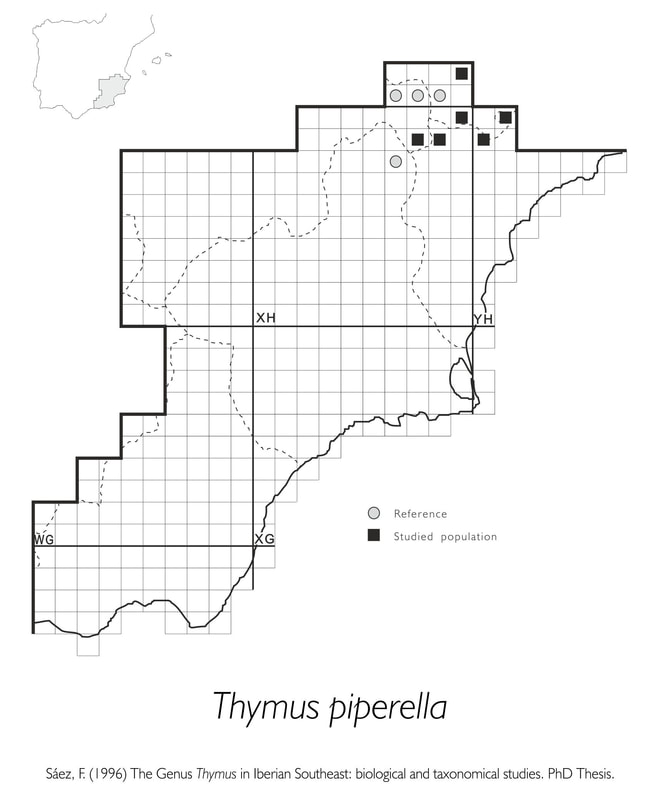 Thymus piperella