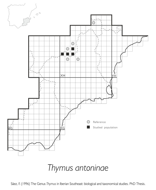 Thymus antoninae