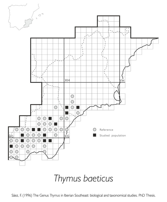 Thymus baeticus