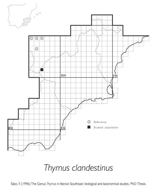 Thymus clandestinus