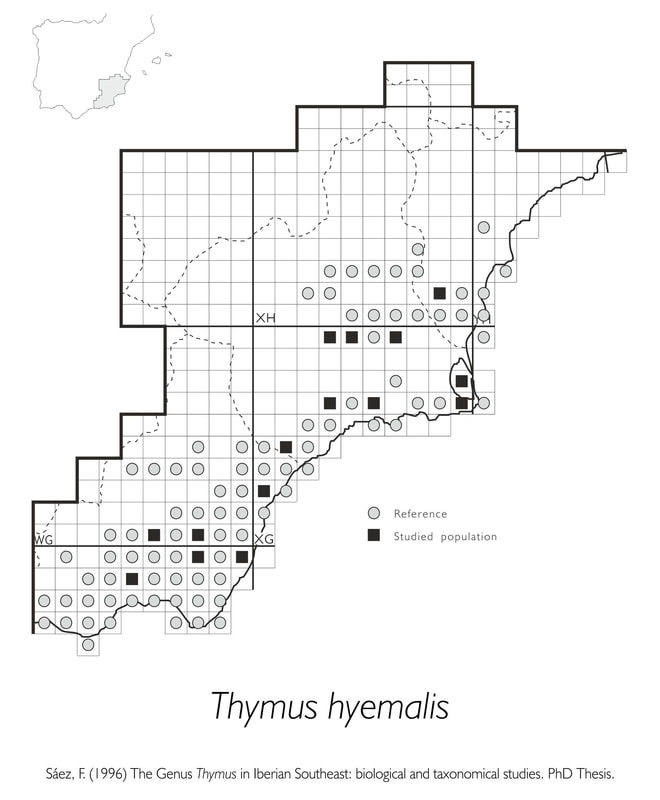Thymus hyemalis