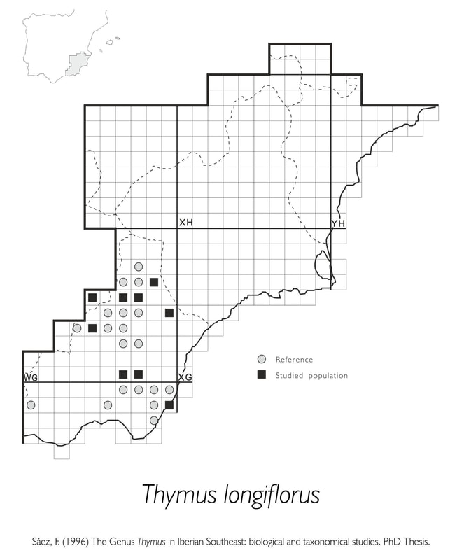 Thymus longiflorus
