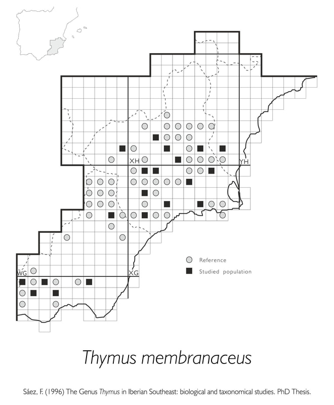 Thymus membranaceus