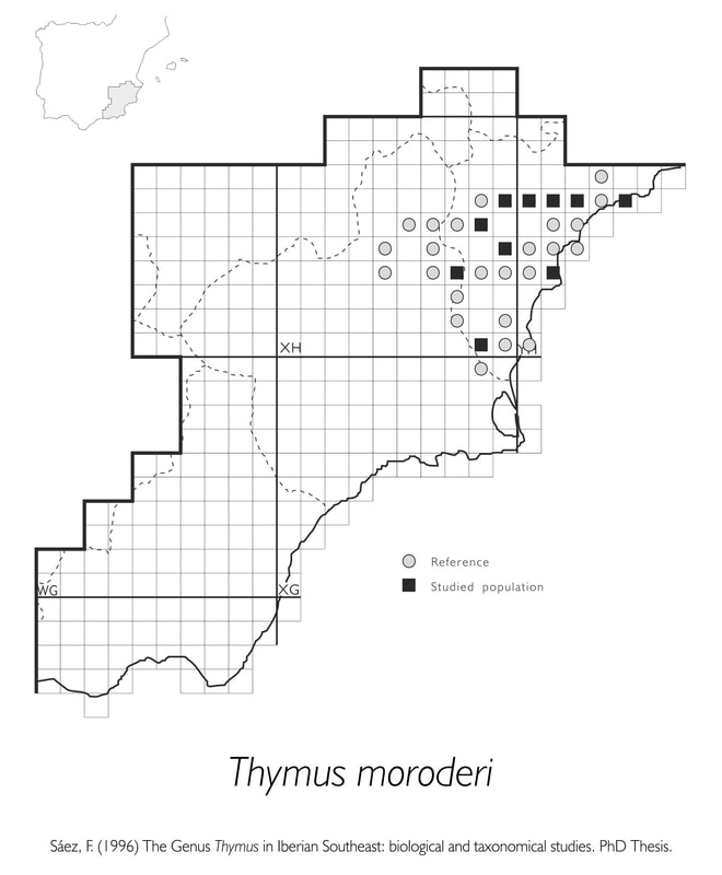 Thymus moroderi
